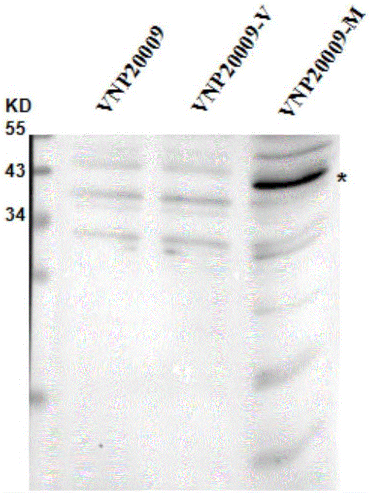 Application of attenuated salmonella typhimurium genetic engineering bacterium in preparation of drug for treating liver cancer