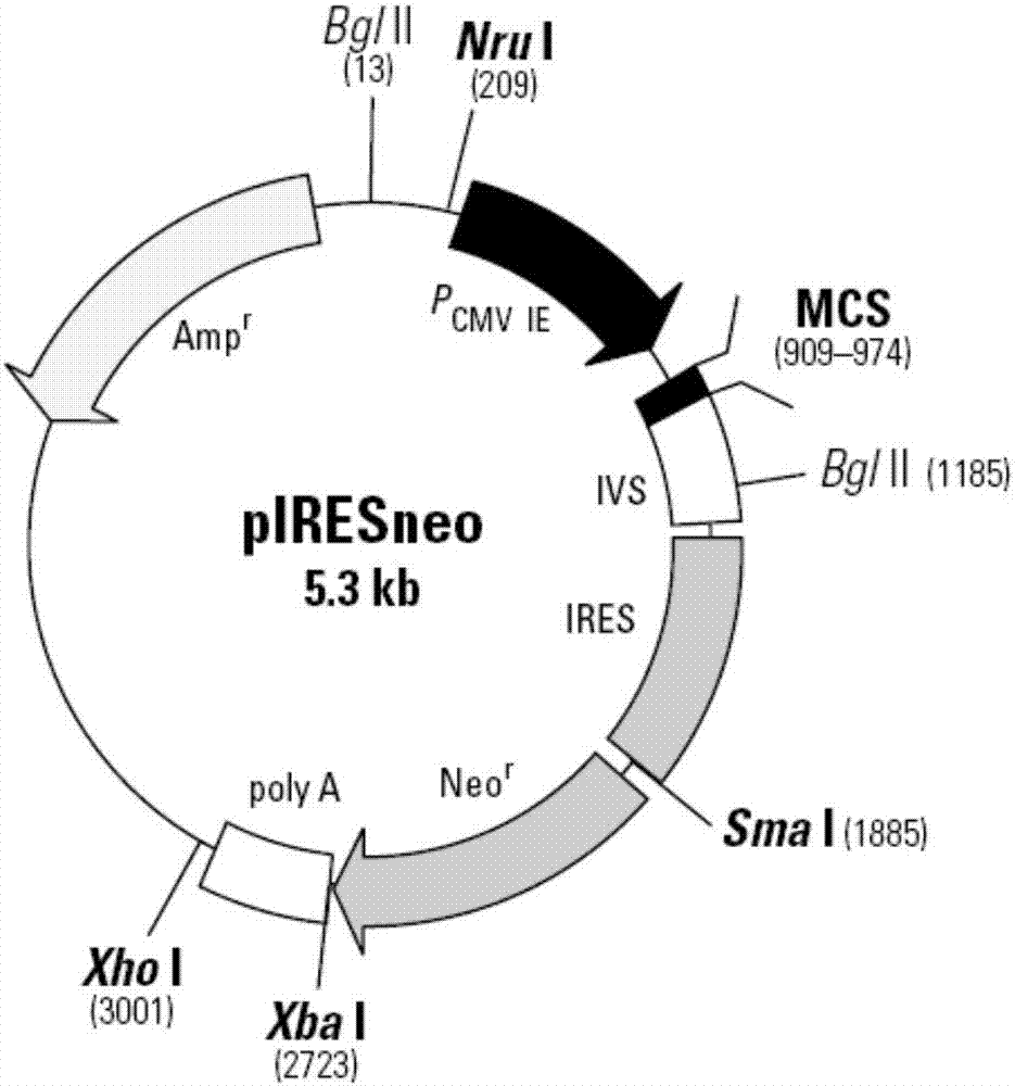 Two-cistron expression vector suitable for HEK293 cell, and preparation method, expression system and application thereof