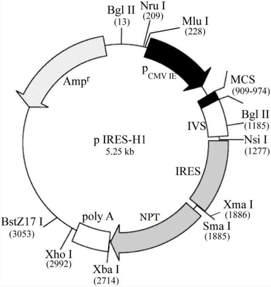 Two-cistron expression vector suitable for HEK293 cell, and preparation method, expression system and application thereof