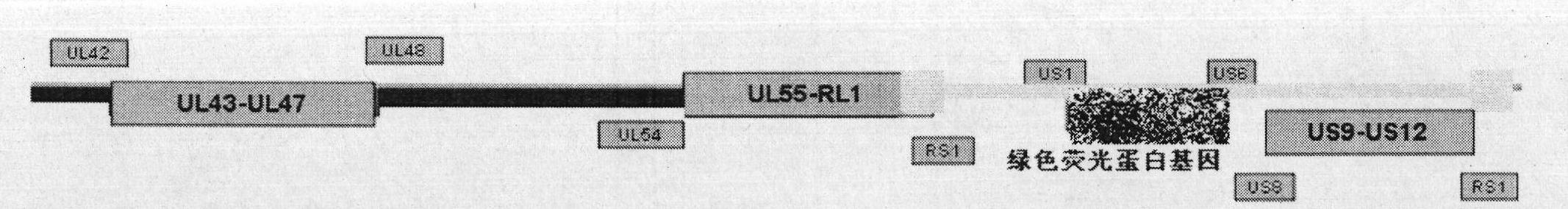 Herpes simplex virus I-type gene recombinant attenuated live vaccine and preparation method thereof