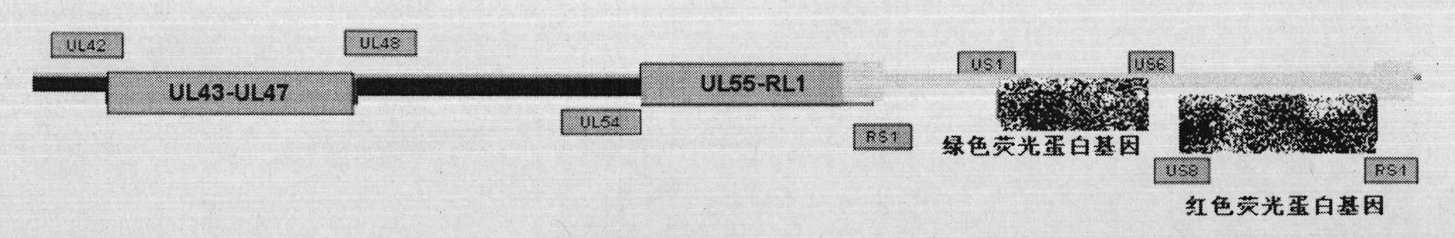 Herpes simplex virus I-type gene recombinant attenuated live vaccine and preparation method thereof