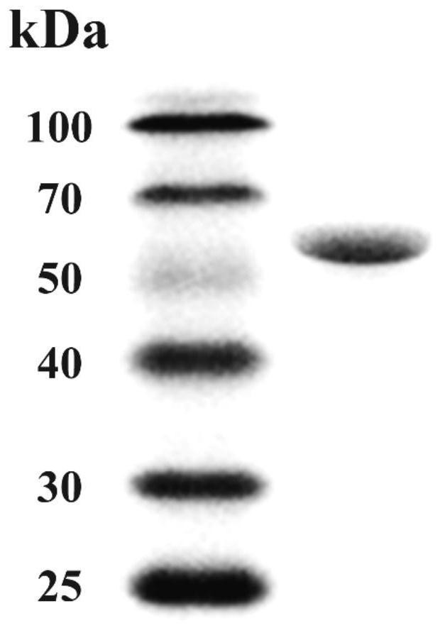 A kind of α-amylase, encoding gene, carrier, host and application thereof