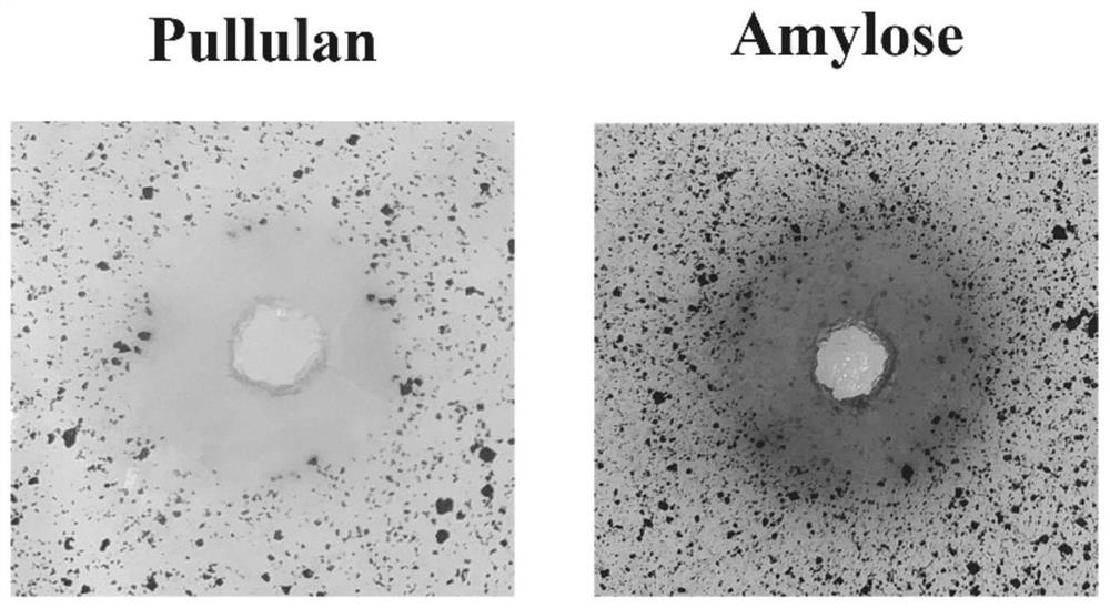 A kind of α-amylase, encoding gene, carrier, host and application thereof