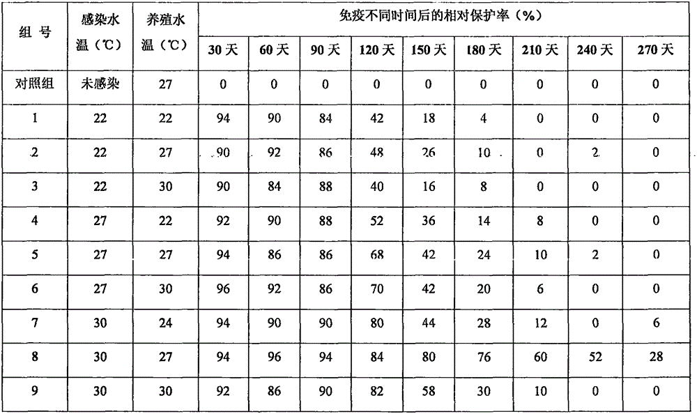 Production method for cryptocaryon irritant prevention trachinotus ovatus seedling