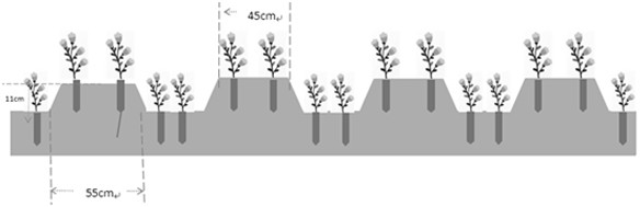 Dry land scutellaria baicalensis three-year-two-harvest planting method