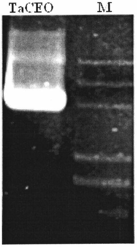 Wheat response abiological stress resistance gene TaCEO and application thereof