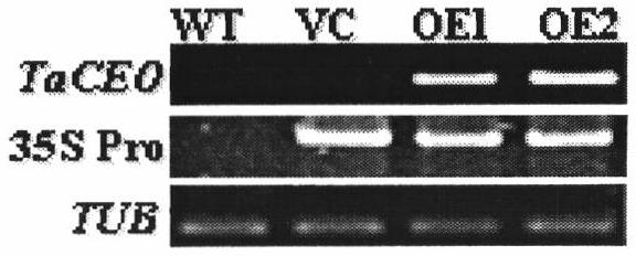 Wheat response abiological stress resistance gene TaCEO and application thereof