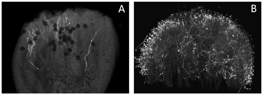 An Efficient and High-Definition Fluorescence Microscopy Method for Observing the Growth of Plant Pollen Tubes in the Pistil