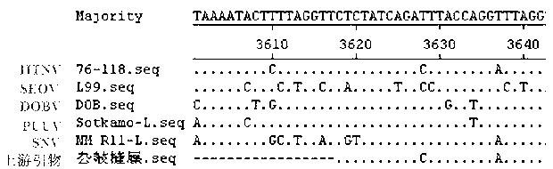 General purpose real-time fluorescent RT-PCR (reverse transcription-polymerase chain reaction) non-diagnostic method for Hantaan virus detection