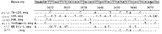 General purpose real-time fluorescent RT-PCR (reverse transcription-polymerase chain reaction) non-diagnostic method for Hantaan virus detection