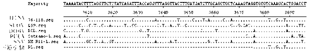 General purpose real-time fluorescent RT-PCR (reverse transcription-polymerase chain reaction) non-diagnostic method for Hantaan virus detection