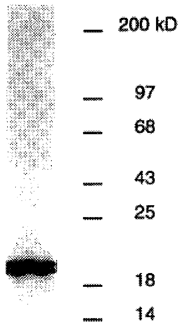 DbpA compositions