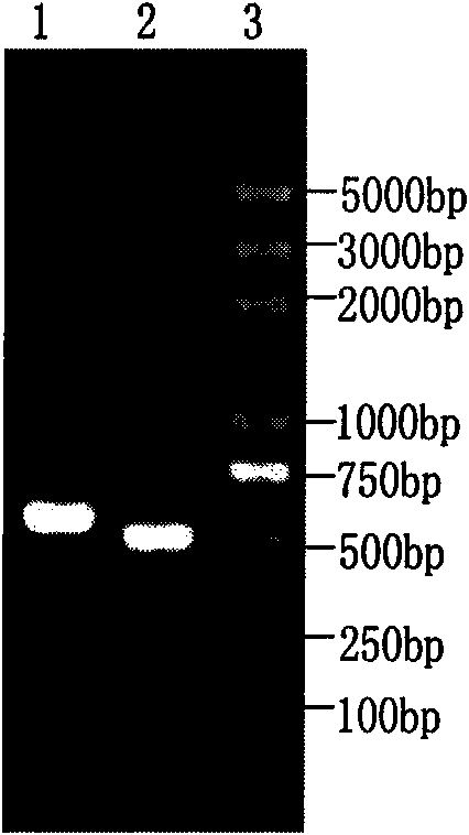 Abortus Brucella vaccine strain S19 marked recombinant strain and application thereof