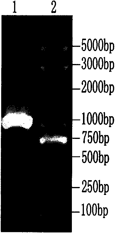 Abortus Brucella vaccine strain S19 marked recombinant strain and application thereof