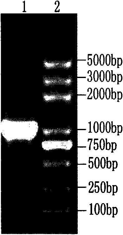 Abortus Brucella vaccine strain S19 marked recombinant strain and application thereof