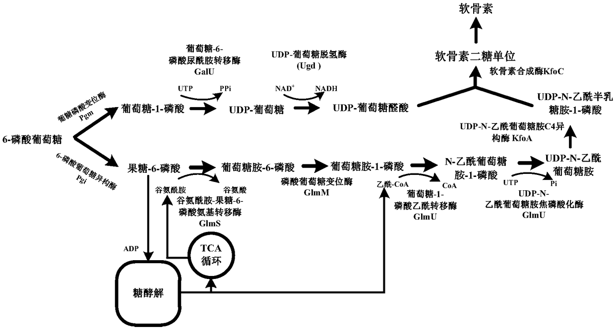 Reorganized corynebacterium glutamicum producing chondroitin and application of reorganized corynebacterium glutamicum