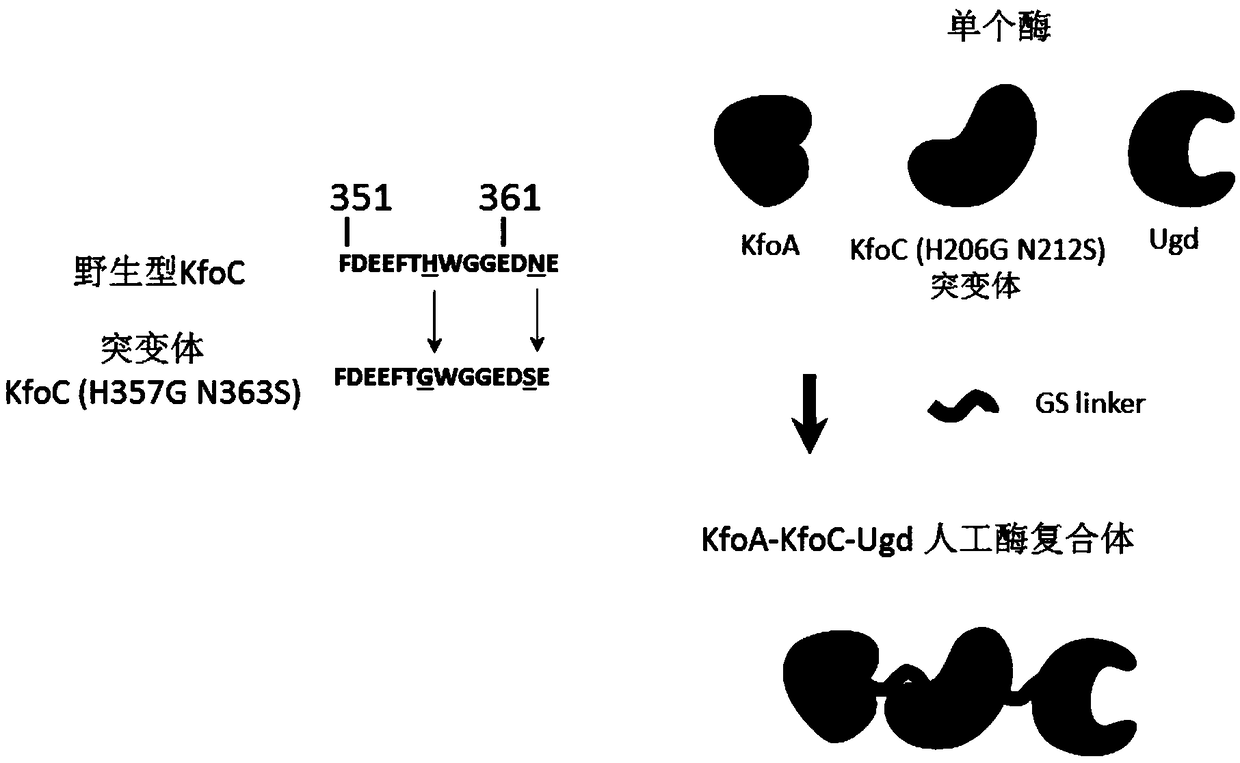 Reorganized corynebacterium glutamicum producing chondroitin and application of reorganized corynebacterium glutamicum