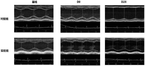 Cardiomyocyte preparation as well as preparation method and application thereof