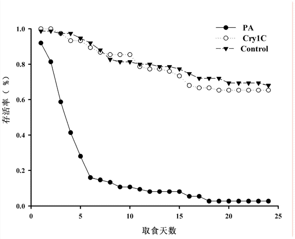 Safety evaluation method of transferring Bt gene insect-resistant paddy for predator paederus fuscipes