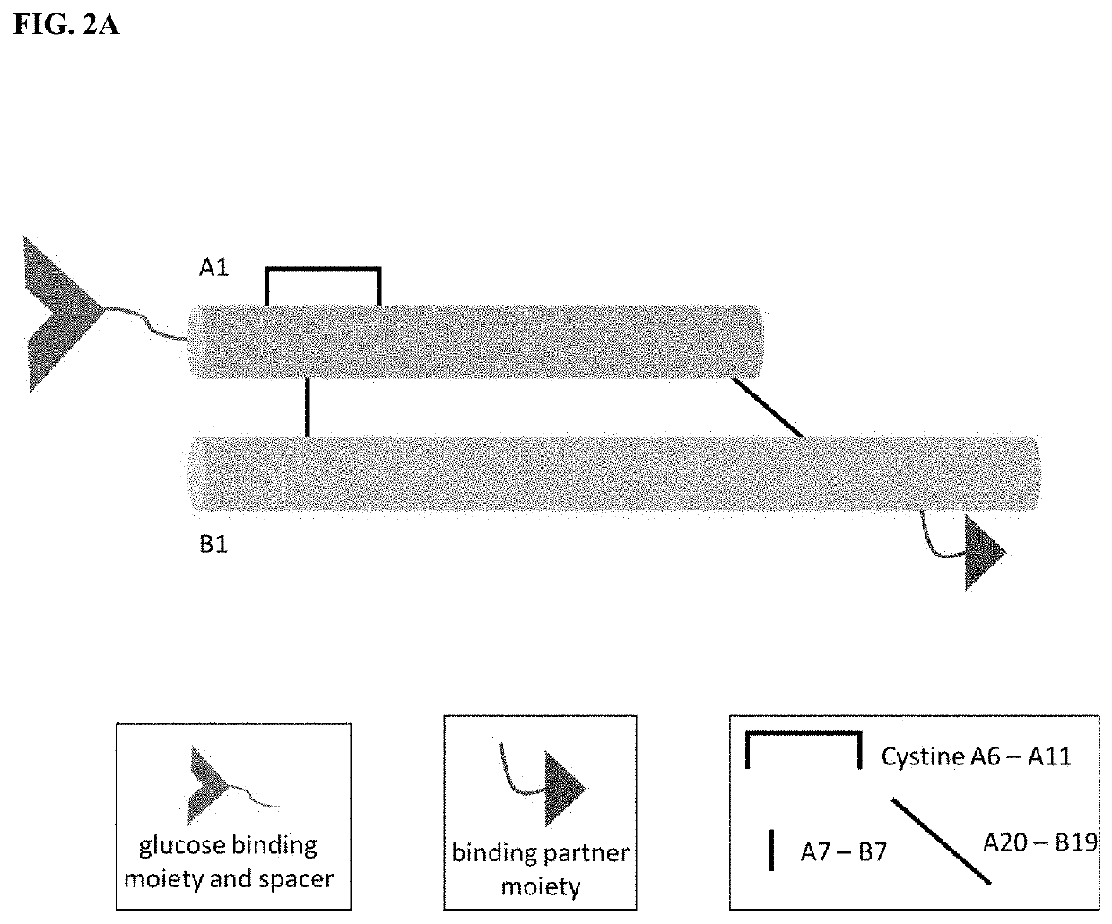 Insulin analogues with glucose regulated conformational switch