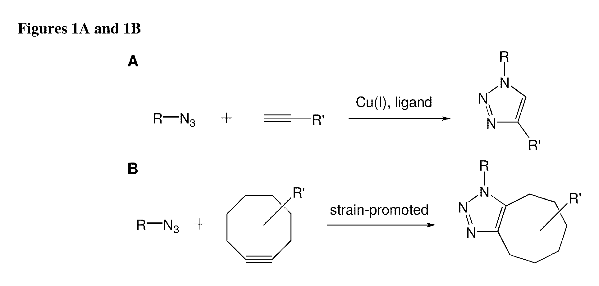 Compositions and methods for modification of biomolecules