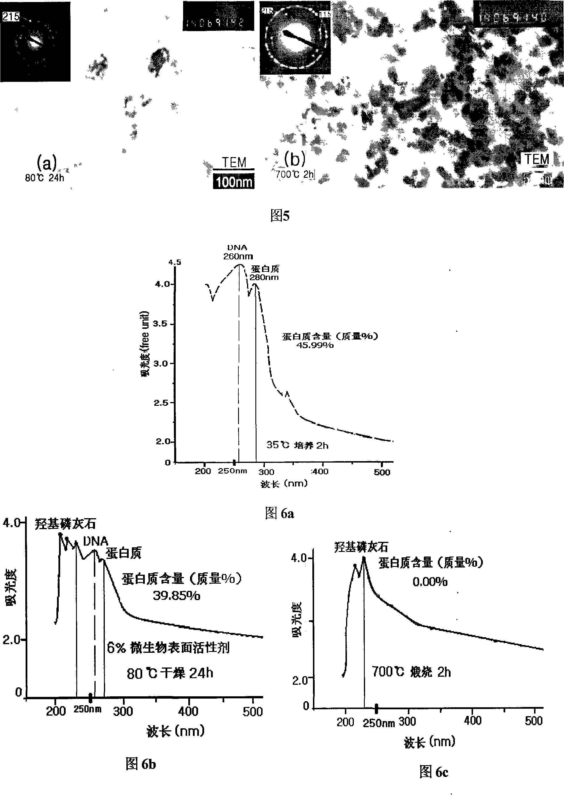 Microorganism catalytic synthesis process for mesoporous nano powder body hydroxyapatite