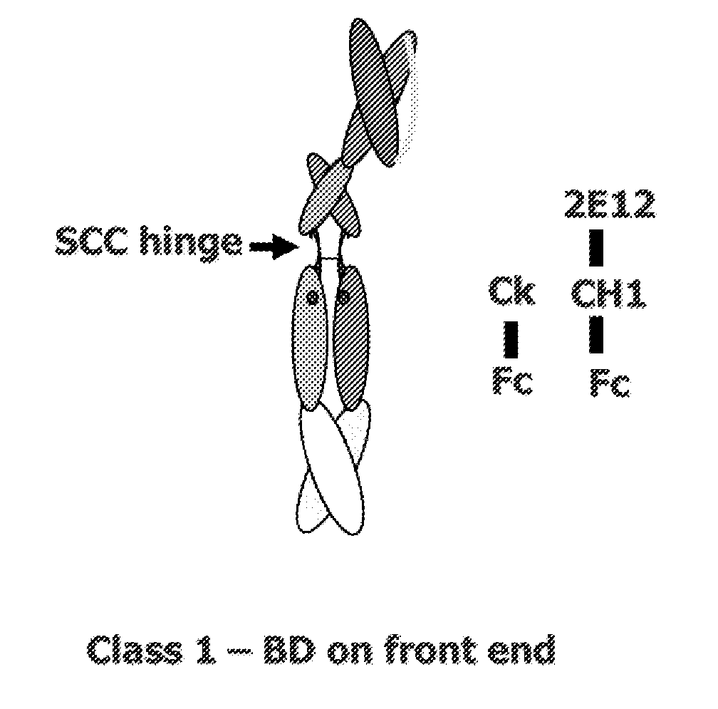 Polypeptide Heterodimers and Uses Thereof