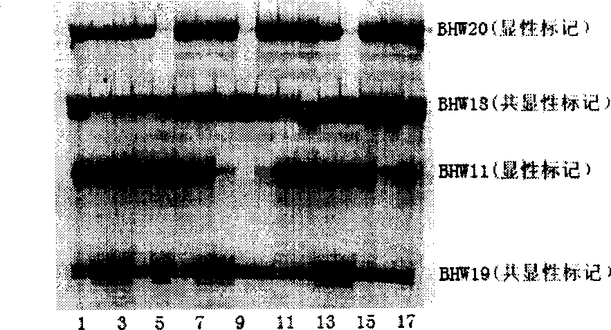 AFLP-STS primer for establishing wheat fingerprint and method for establishing wheat fingerprint by using SSR mark and AFLP-STS mark