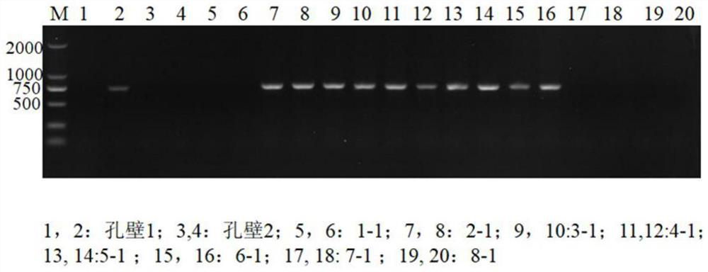 Coal rock liquid phase flow biological nucleic acid probe tracing method