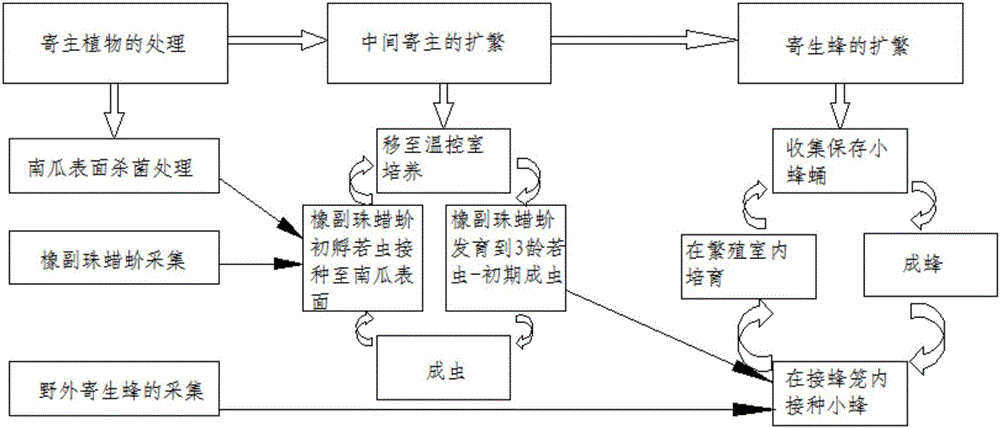 Japanese coccophagus expanding propagation method