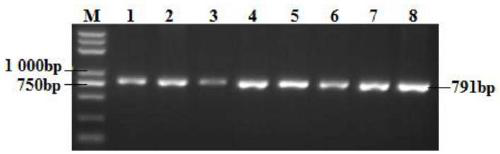 Multisite polymerization effect analytic breeding method for increasing lambing number of Hu sheep