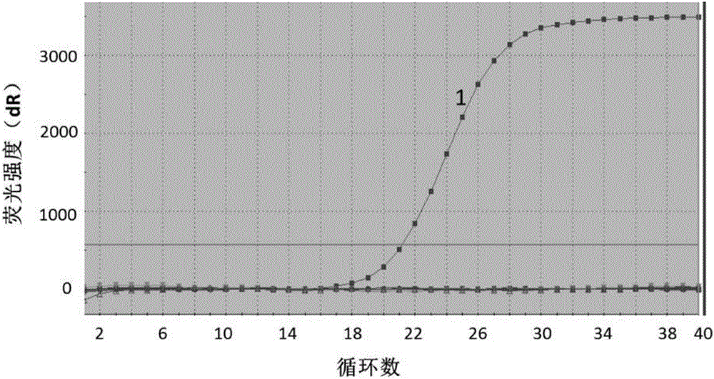 High-sensitivity BHV-2 (bovine herpes virus 2) quantitative real-time PCR (polymerase chain reaction) detection method and kit