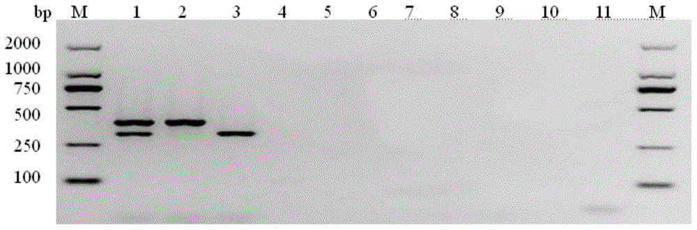 Multiplex DPO-PCR (dual-priming oligonucleotide-polymerase chain reaction) detection kit for sunflower white rust and black stem and application thereof