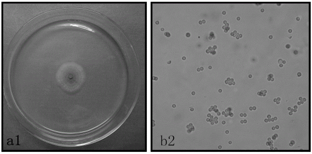 Application of sophora tonkinensis endophytic fungus SDTE-P in preventing and controlling panax notoginseng root rot