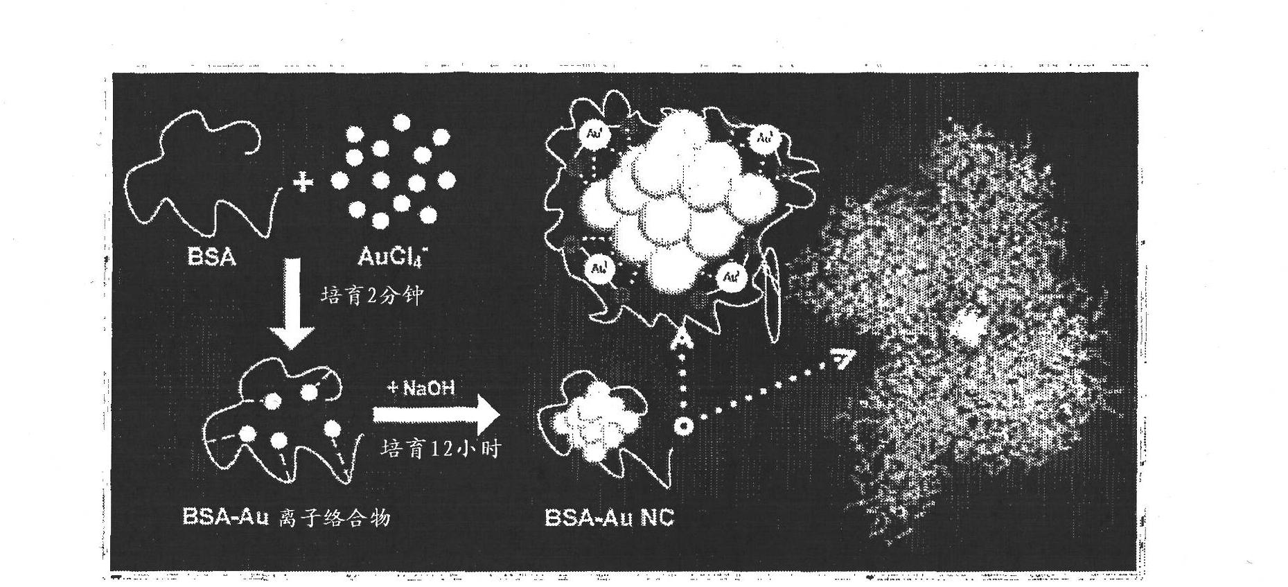 Methods, compositions, and articles comprising stabilized gold nanoclusters