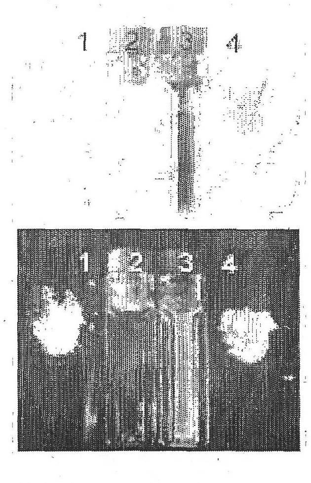 Methods, compositions, and articles comprising stabilized gold nanoclusters