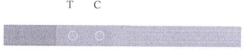 Method for rapidly detecting virus of potato tuber