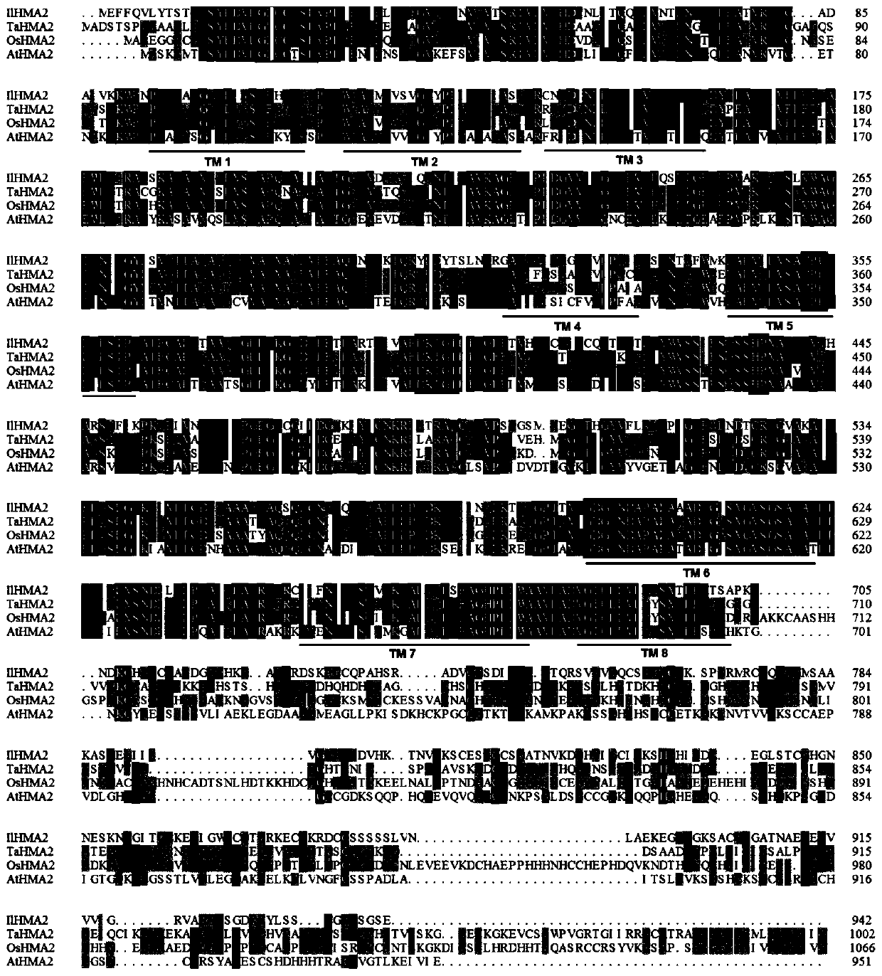 Ilhma2, the heavy metal ATPase transporter of S.