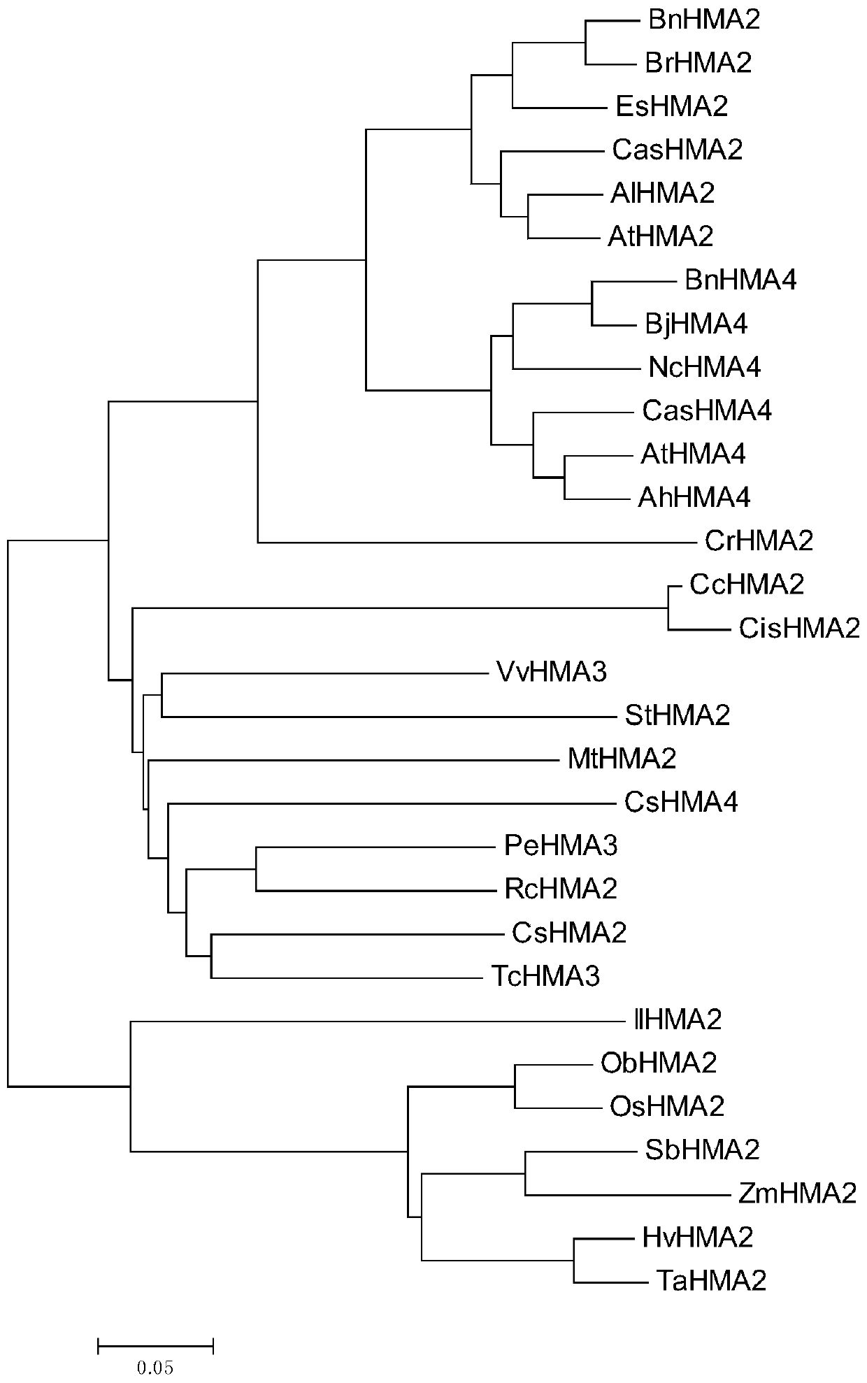 Ilhma2, the heavy metal ATPase transporter of S.