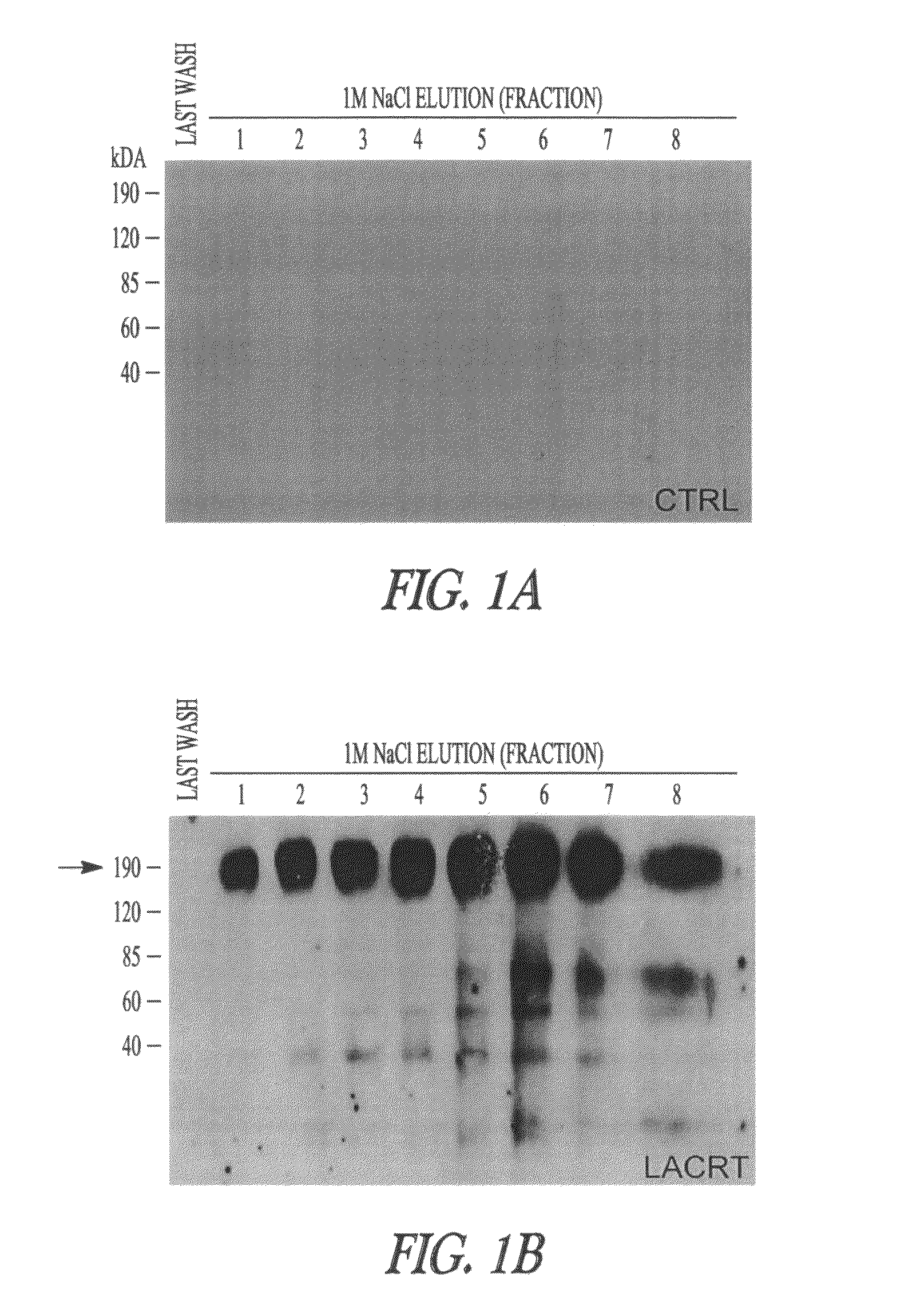 Lacritin-syndecan fusion proteins