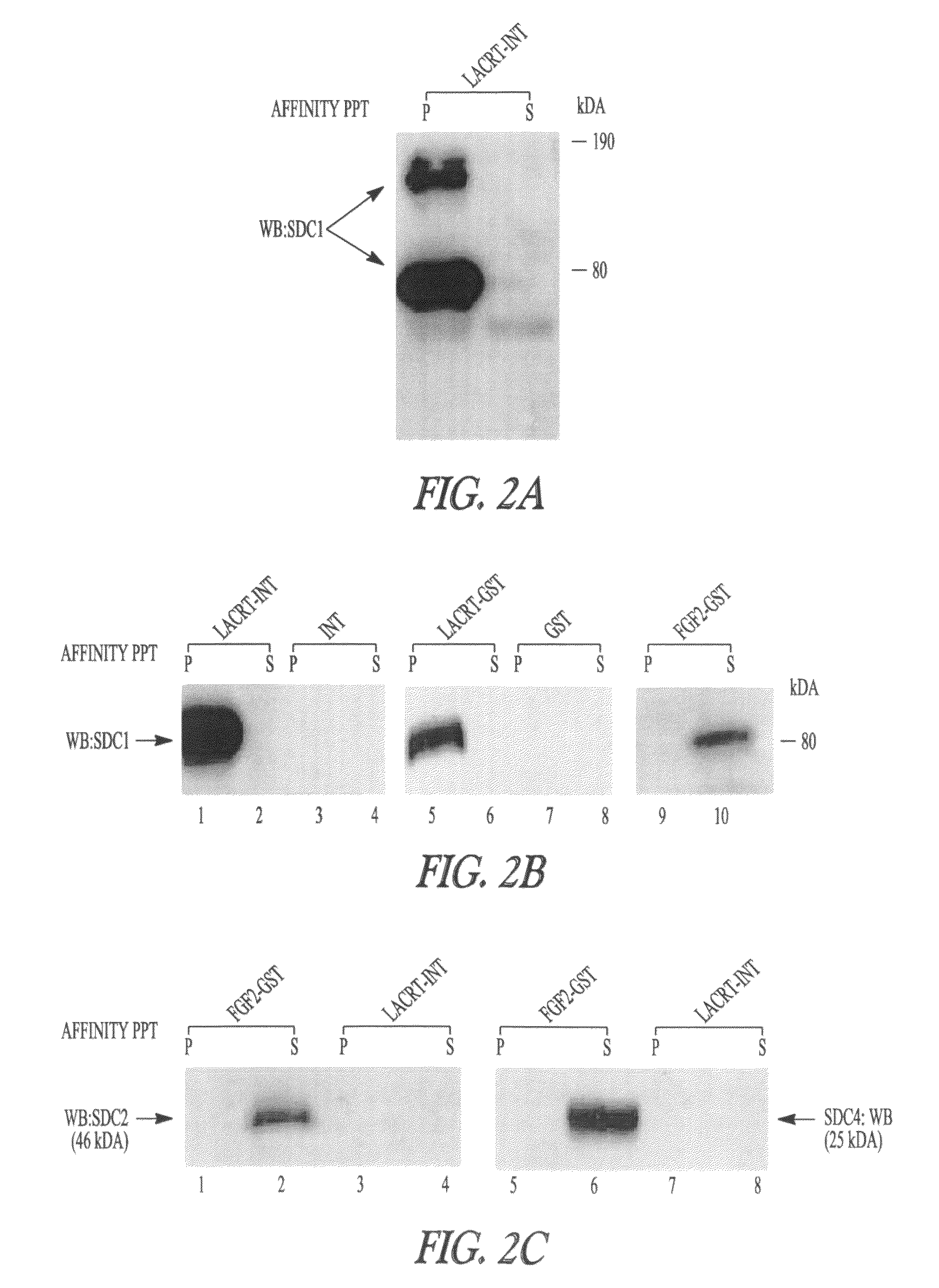 Lacritin-syndecan fusion proteins