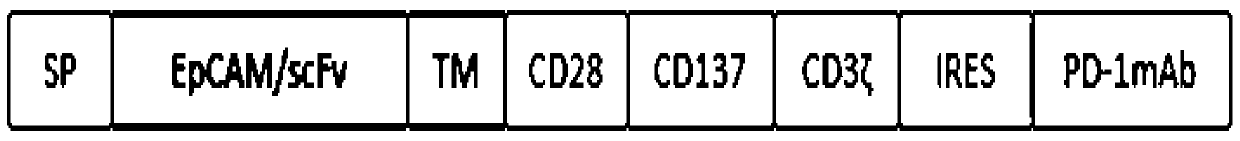 Preparation and construction method of CAR-T carrier applied in colon cancer treatment