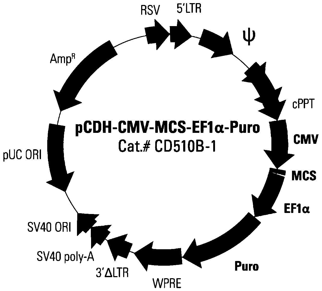 Preparation and construction method of CAR-T carrier applied in colon cancer treatment