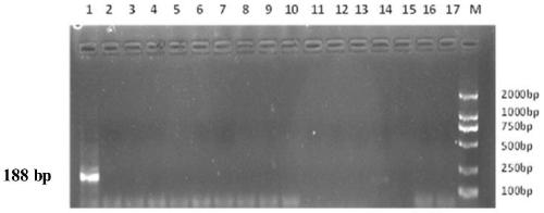 Fast detection kit of donkey-origin component in food and application thereof