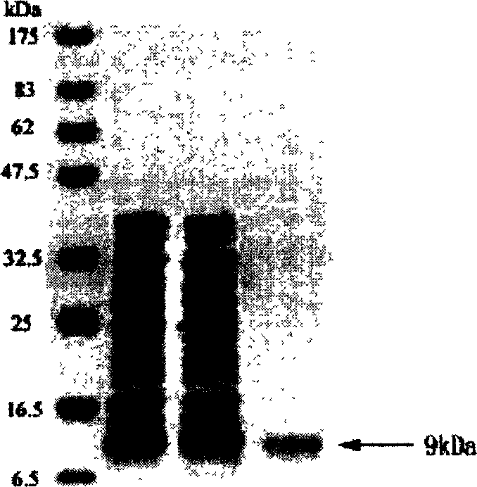 Polypeptide human rudder chain dehydrogenase 9.46 and polynucleotide for encoding polypeptide