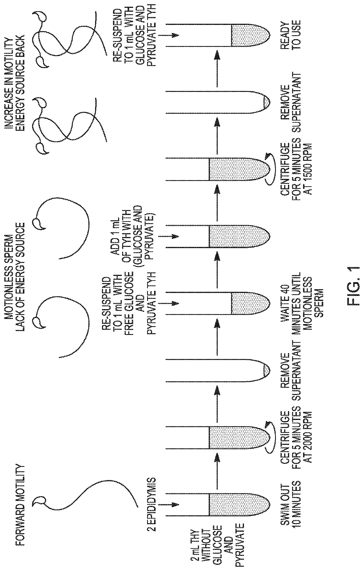 Method to prepare sperm