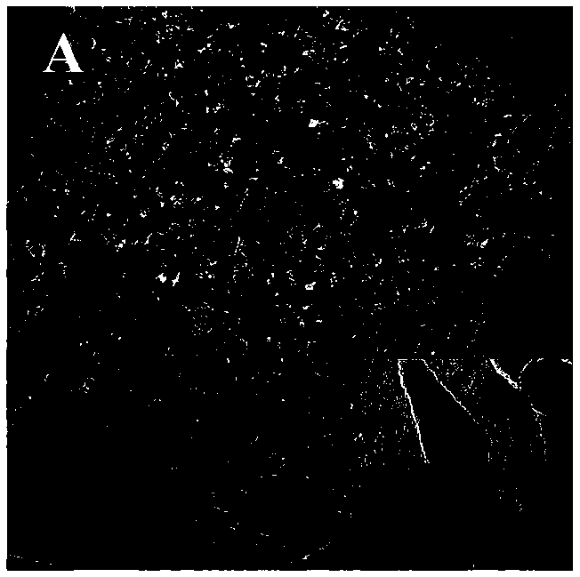 Method for manufacturing nitrogen-doped multi-wall carbon nano tube