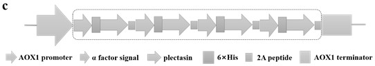 Recombinant engineering bacterium capable of efficiently expressing plectasin and application of recombinant engineering bacterium