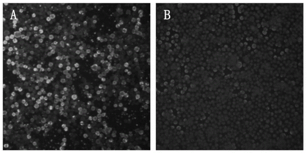 Mink parvovirus virus-like particle as well as preparation method and application thereof