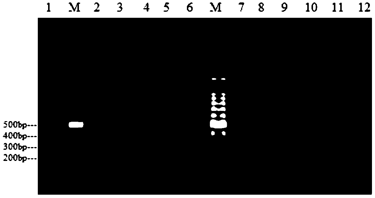 A kind of primer and method for detecting Enterobacter cloacae O20 type